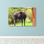 Bull Moose Rocky Mountain National Park Canvas Afdruk (Insitu (Houten vloer))