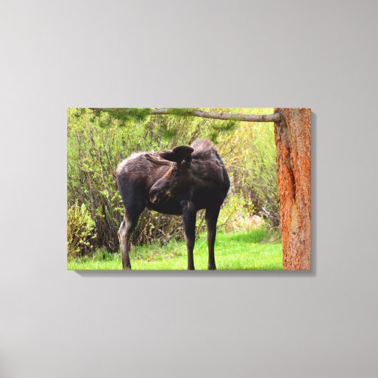 Bull Moose Rocky Mountain National Park Canvas Afdruk (Voorkant)