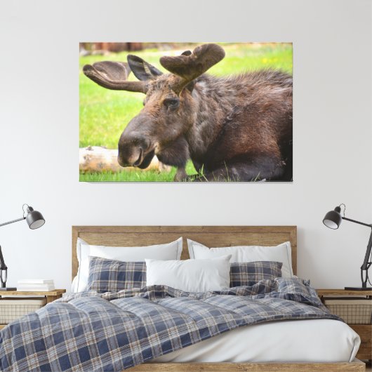 Bull Moose Rocky Mountain National Park Canvas Afdruk (Insitu (Slaapkamer))