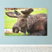 Bull Moose Rocky Mountain National Park Canvas Afdruk (Insitu (Houten vloer))