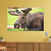 Bull Moose Rocky Mountain National Park Canvas Afdruk (Insitu (Woonkamer))