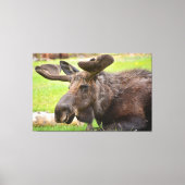 Bull Moose Rocky Mountain National Park Canvas Afdruk (Voorkant)