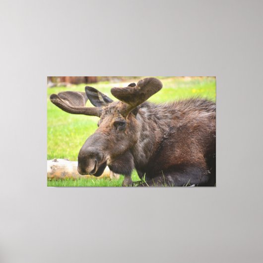 Bull Moose Rocky Mountain National Park Canvas Afdruk (Voorkant)