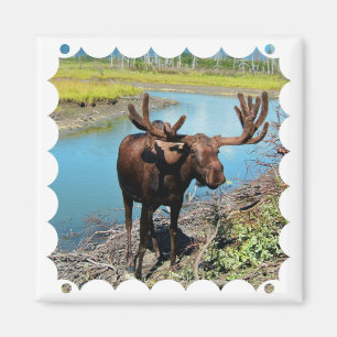Bull Moose Square Magnet