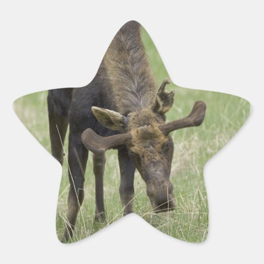 Bull Moose Stickers (Voorkant)