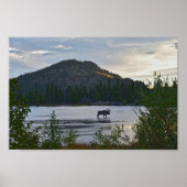 Bull Moose, Sunrise, Sprague Lake, Colorado Poster (Voorkant)