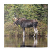 Bull Moose Tegeltje (Voorkant)