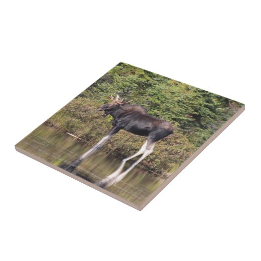 Bull Moose Tegeltje (Zijkant)