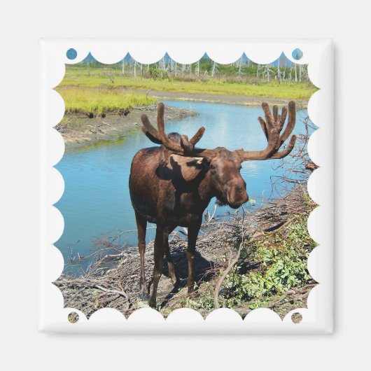 Bull Moose vierkante magneet (Voorkant)