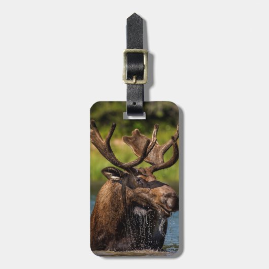 Bull-mose-voeding in Glacier National Park Bagagelabel (Voorkant verticaal)