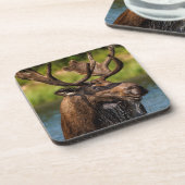 Bull-mose-voeding in Glacier National Park Drankjes Onderzetter (Linkerzijde)