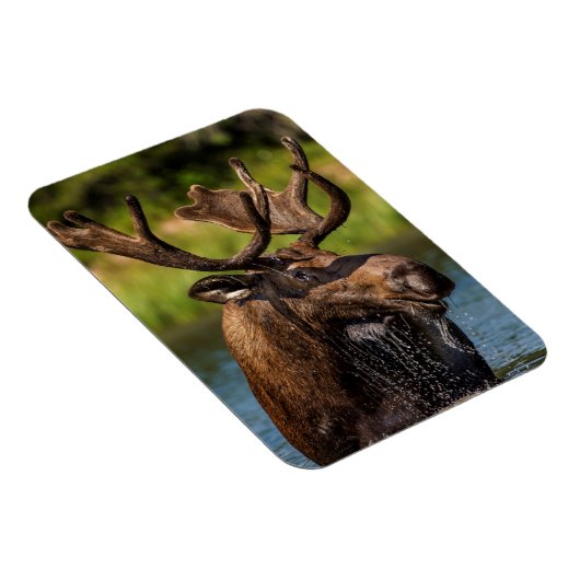 Bull-mose-voeding in Glacier National Park Magneet (Rechterzijde)