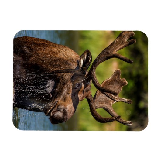 Bull-mose-voeding in Glacier National Park Magneet (Horizontaal)