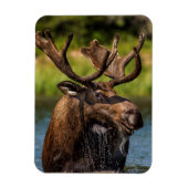 Bull-mose-voeding in Glacier National Park Magneet (Verticaal)