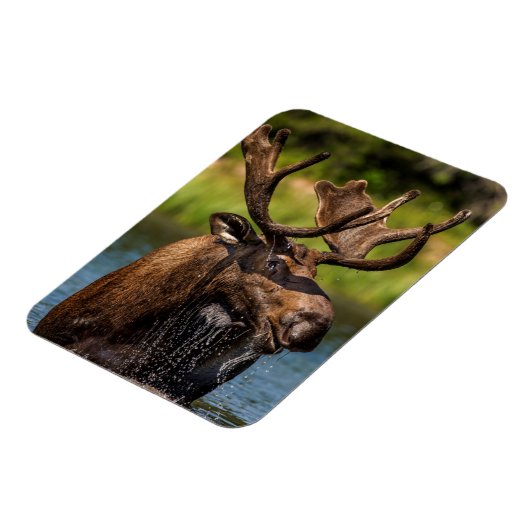 Bull-mose-voeding in Glacier National Park Magneet (Linkerzijde)