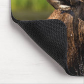 Bull-mose-voeding in Glacier National Park Muismat (Hoek)