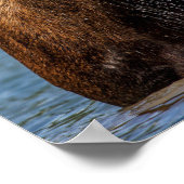 Bull-mose-voeding in Glacier National Park Poster (Hoek)