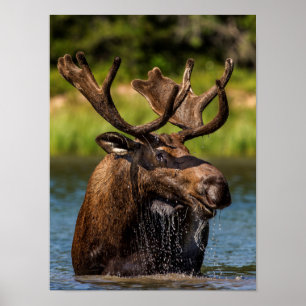 Bull-mose-voeding in Glacier National Park Poster