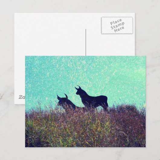 Bull Mountain Briefkaart (Voorkant / Achterkant)