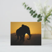 Bull-olifant Briefkaart (Staand voorkant)