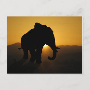 Bull-olifant Briefkaart