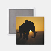 Bull-olifant Magneet (Voorkant / Achterkant)