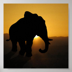 Bull-olifant Poster