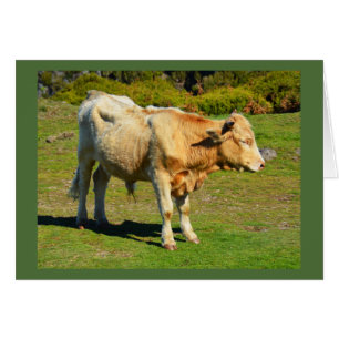 Bull op Madeira dierkaart