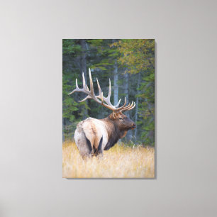 Bull Rocky Mountain Elk Canvas Afdruk