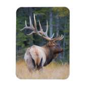 Bull Rocky Mountain Elk Magneet (Verticaal)