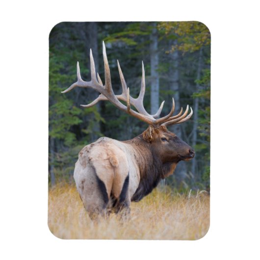 Bull Rocky Mountain Elk Magneet (Verticaal)