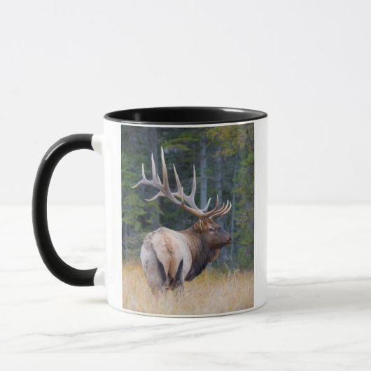 Bull Rocky Mountain Elk Mok (Links)