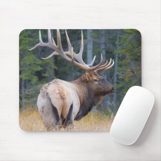 Bull Rocky Mountain Elk Muismat (Met muis)