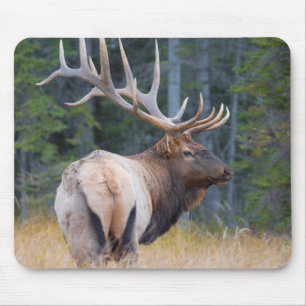 Bull Rocky Mountain Elk Muismat