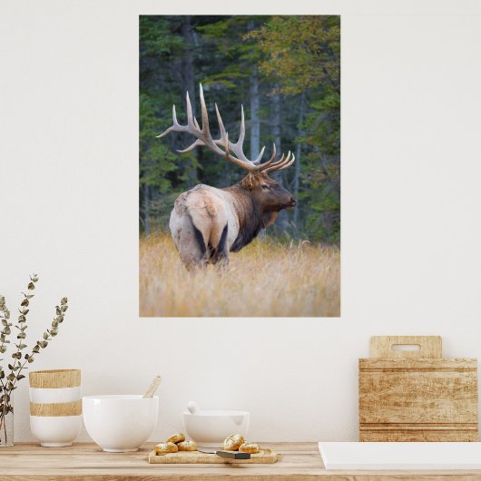 Bull Rocky Mountain Elk Poster (Keuken)