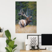 Bull Rocky Mountain Elk Poster (Thuiskantoor)