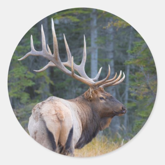 Bull Rocky Mountain Elk Ronde Sticker (Voorkant)