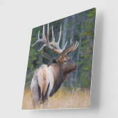 Bull Rocky Mountain Elk Vierkante Klok (Hoek)