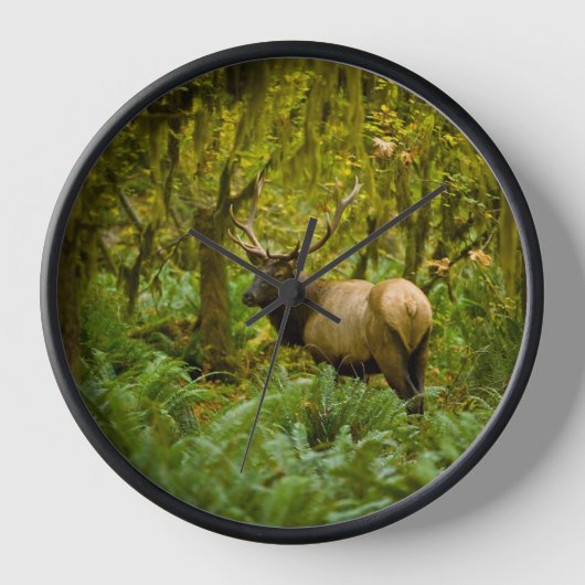 Bull Roosevelt Elk (Voorkant)