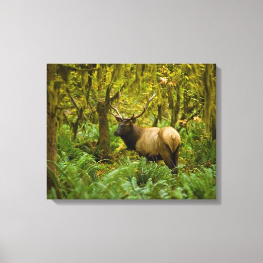Bull Roosevelt Elk Canvas Afdruk (Voorkant)