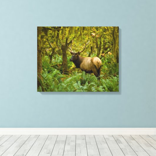 Bull Roosevelt Elk Canvas Afdruk (Insitu (Houten vloer))