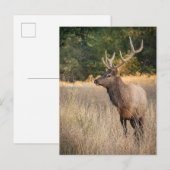 Bull Roosevelt Elk in gras | Staat Washington Briefkaart (Voorkant / Achterkant)