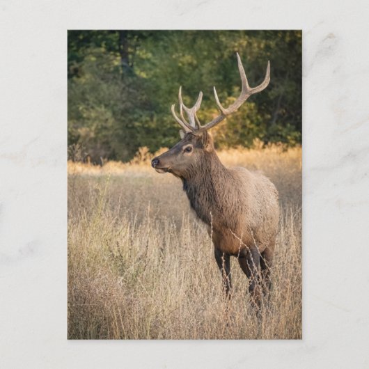Bull Roosevelt Elk in gras | Staat Washington Briefkaart (Voorkant)