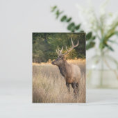 Bull Roosevelt Elk in gras | Staat Washington Briefkaart (Staand voorkant)