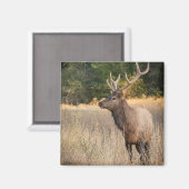 Bull Roosevelt Elk in gras | Staat Washington Magneet (Voorkant / Achterkant)