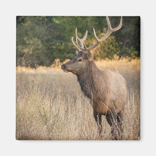 Bull Roosevelt Elk in gras | Staat Washington Magneet (Voorkant)