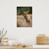Bull Roosevelt Elk in gras | Staat Washington Poster (Keuken)