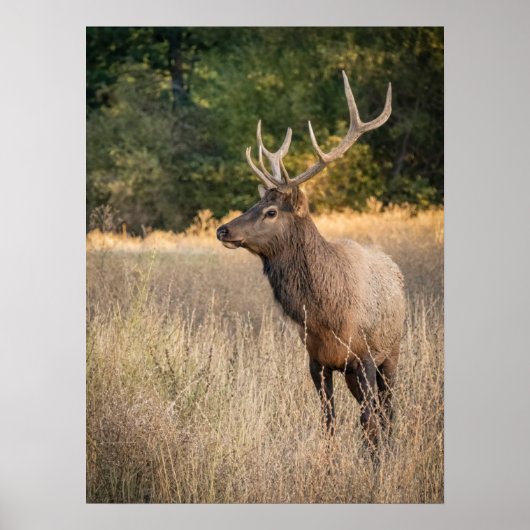 Bull Roosevelt Elk in gras | Staat Washington Poster (Voorkant)