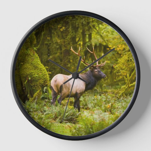 Bull Roosevelt Elk permanent in beemdje (Voorkant)