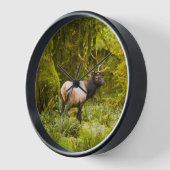 Bull Roosevelt Elk permanent in beemdje (Hoek)